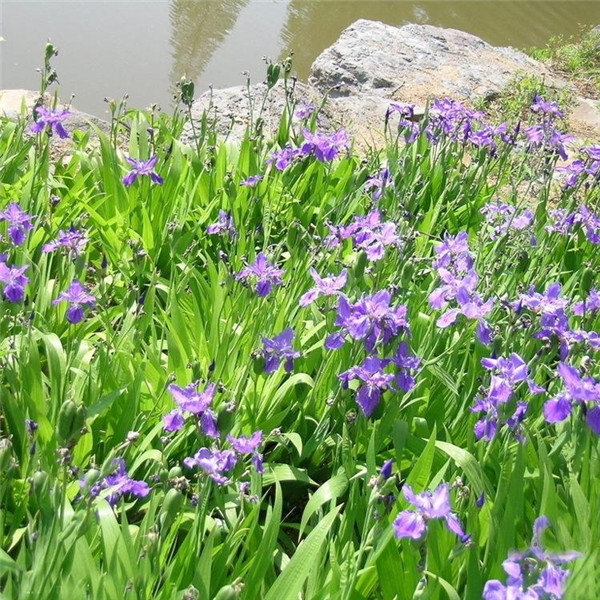 藍(lán)花鳶尾圖片