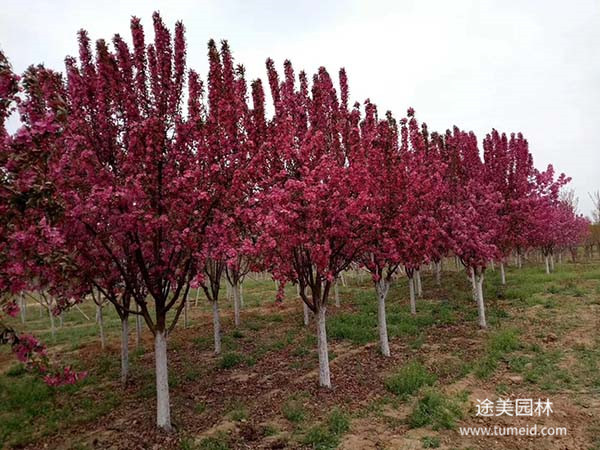 怎樣扦插繁殖北美海棠？養殖方法是什么？