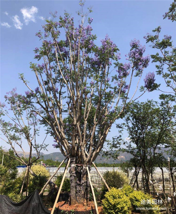 貴州叢生藍(lán)花楹基地圖片