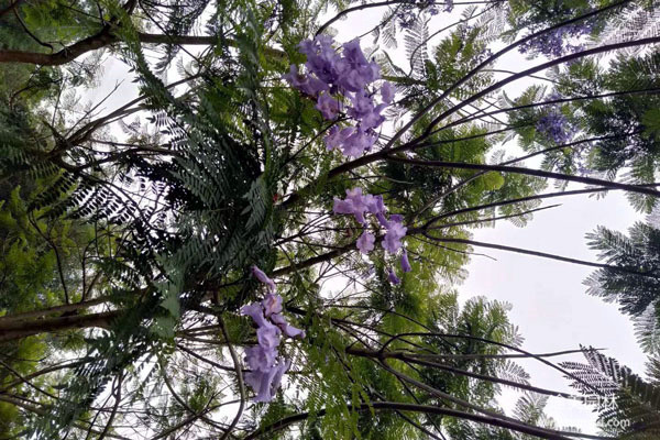 溫江樹苗基地實(shí)拍圖片