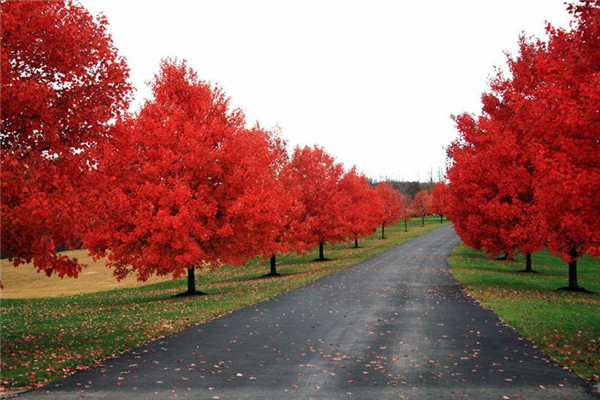 美國紅楓圖片