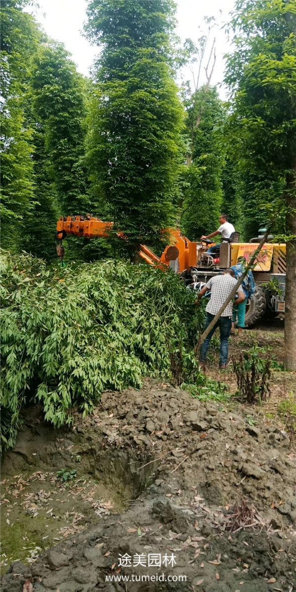 成都溫江楨楠基地大量批發中