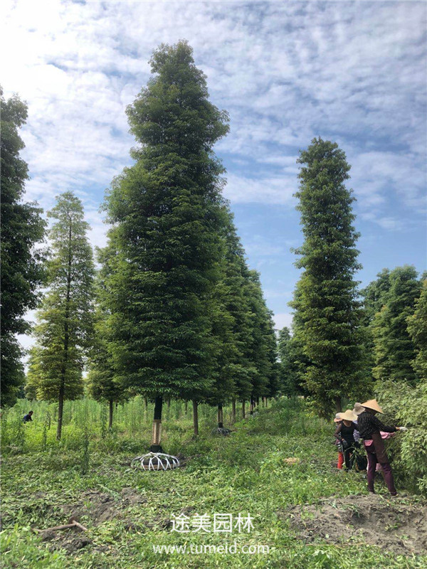 楨楠樹的種植繁殖方法【精】