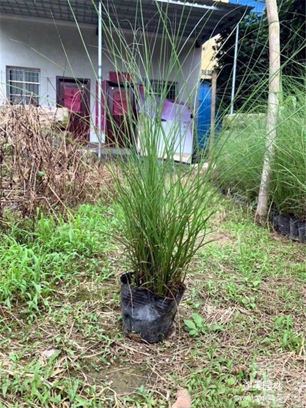 貴州細葉芒基地實拍圖